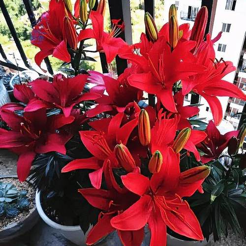 香水百合种球两季开花好养