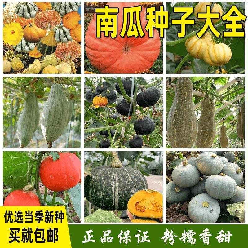 【南瓜种籽大全】贝贝抗旱板栗甜蜜本南瓜种子春蔬菜种籽农作物