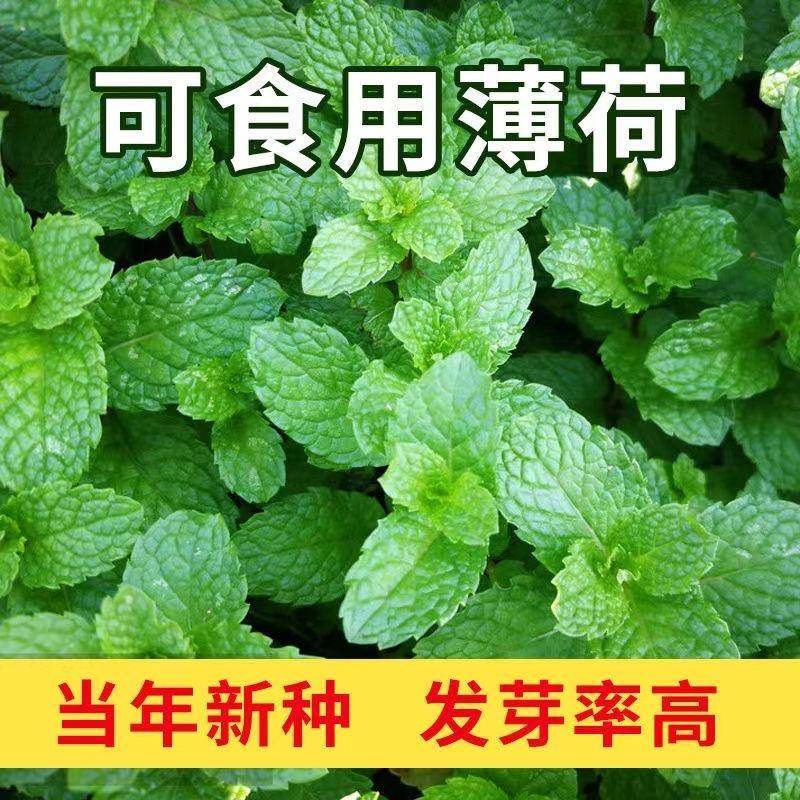 食用薄荷种子柠檬清香薄荷四季种孑播种室内阳台驱蚊植物薄荷叶籽