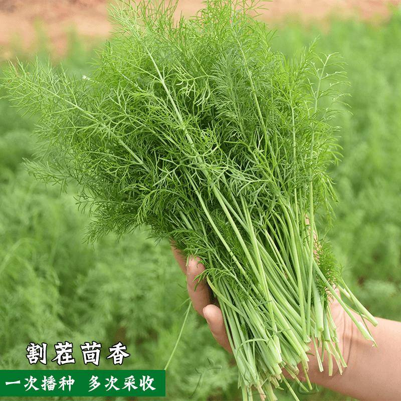 【割茬茴香种子】四季蔬菜播种简单耐寒割茬小茴香种子播种回香籽