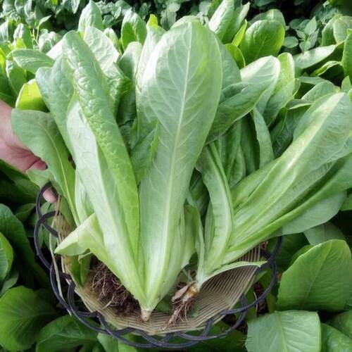 四季蔬菜孔雀菜种子简单快菜沙拉营养甜脆生菜小青菜种子籽新品种
