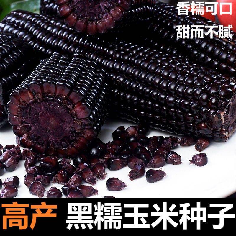 (拍2发3)黑糯玉米粘玉米种籽甜糯玉米种子春季水果玉米播种蔬菜籽