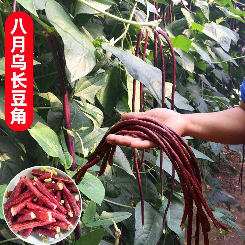 八月乌秋豆角种子春秋地豇豆豆角种子阳台种菜四季易种蔬菜种籽