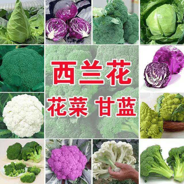 四季播蔬菜种子绿霸王西兰花种子花青花椰菜种子甘蓝包菜花菜籽