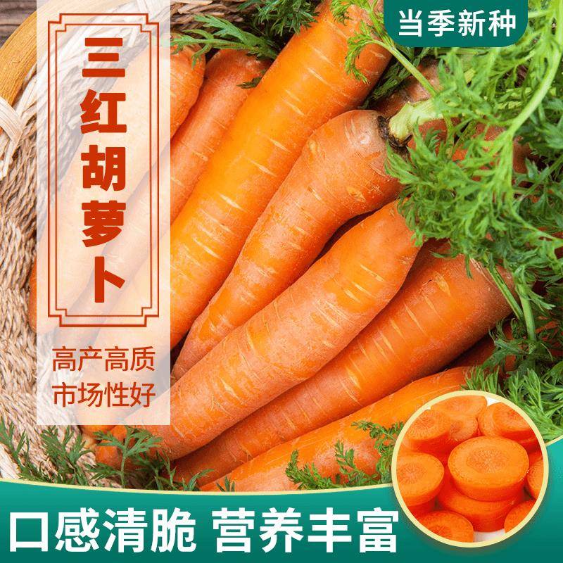 三红十寸参萝卜种籽胡萝卜种子红萝卜蔬菜农家胡萝卜种孑四季秋冬