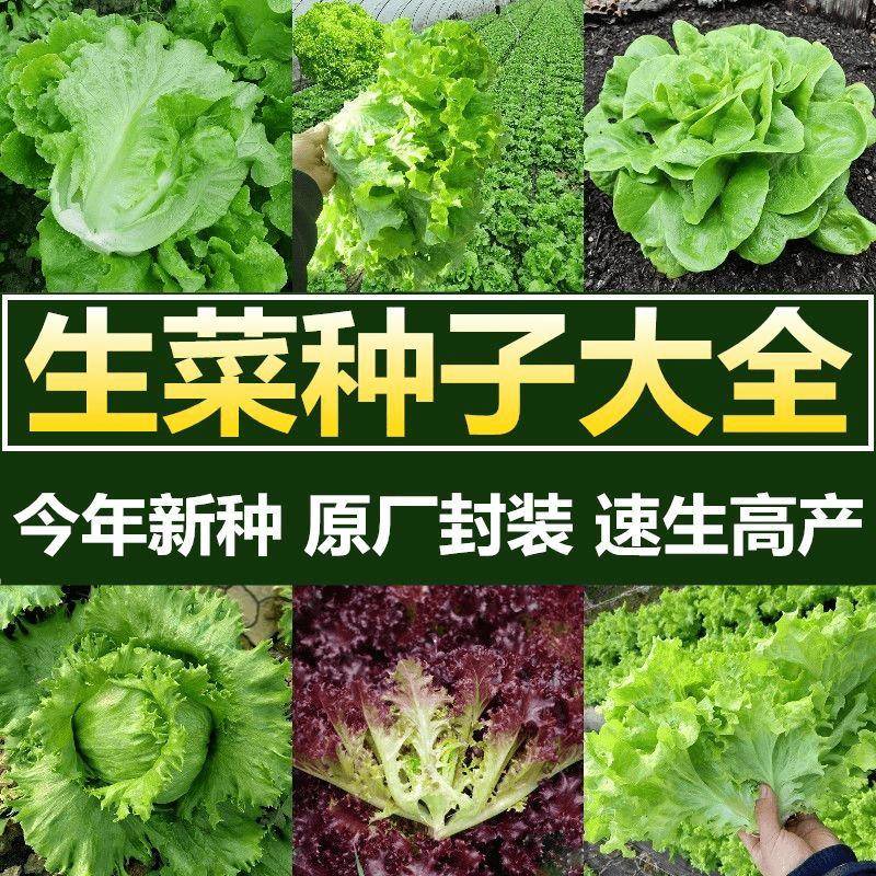生菜种子大全速生奶油玻璃沙拉紫叶阳台田园室内盆栽四季蔬菜种籽