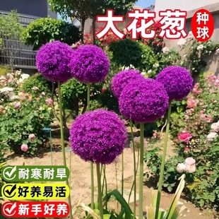 大花葱种球荷兰进口耐寒花卉盆栽植物庭院地栽大葱花球根四季易活