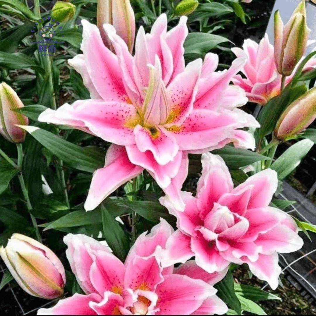 香水百合种球带芽耐寒四季盆栽室内外阳台花卉绿植种子浓香型花