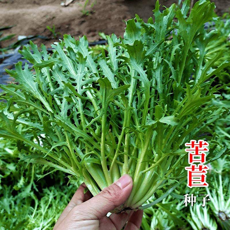 黄心碎叶苦菊种子四季播阳台盆栽