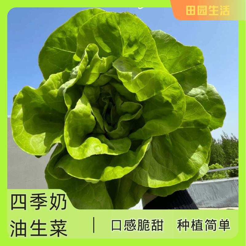四季奶油生菜种子夏季耐热蔬菜种籽四季阳台盆栽易种植播种生菜