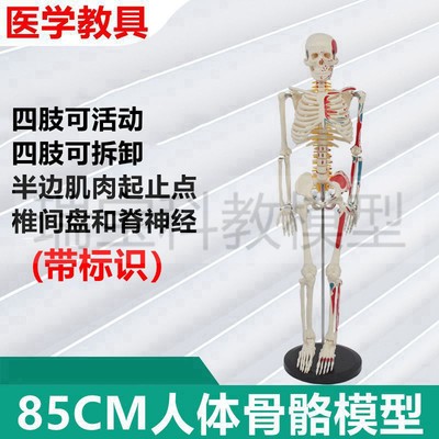人体骨骼模d型医用解剖仿真骨架85厘米高骨骼带肌肉神经瑜伽艺考