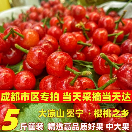 现摘四川小樱桃土恩桃儿成都专送