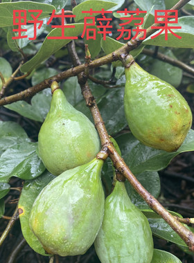 野生现摘霹雳果凉粉果木莲果木馒头奶母果藤新鲜薜荔果炖汤入药茶