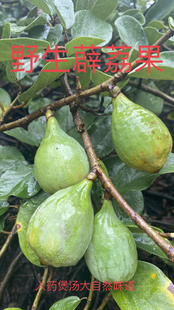 野生现摘霹雳果凉粉果木莲果木馒头奶母果藤新鲜薜荔果炖汤入药茶