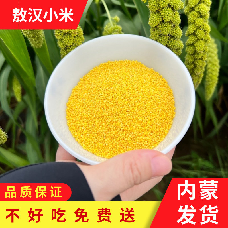 赤峰敖汉小米金苗K1新米5斤