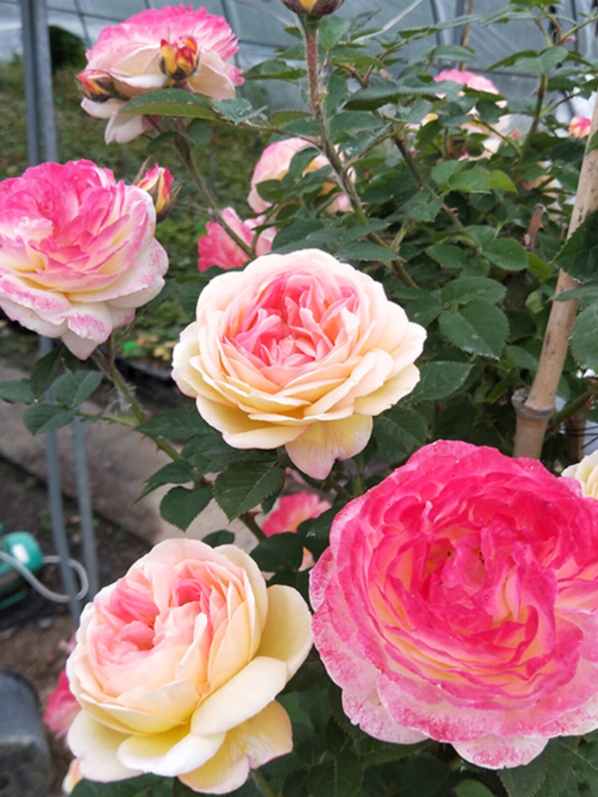 藤本罗曼尼詹森月季花苗爬藤开花特大花蔷薇四季盆栽花卉玫瑰花