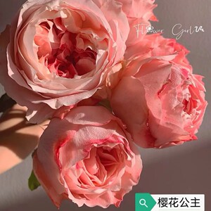樱花公主月季花苗大花浓香开花粉色系玫瑰花四季盆栽花卉欧月小苗