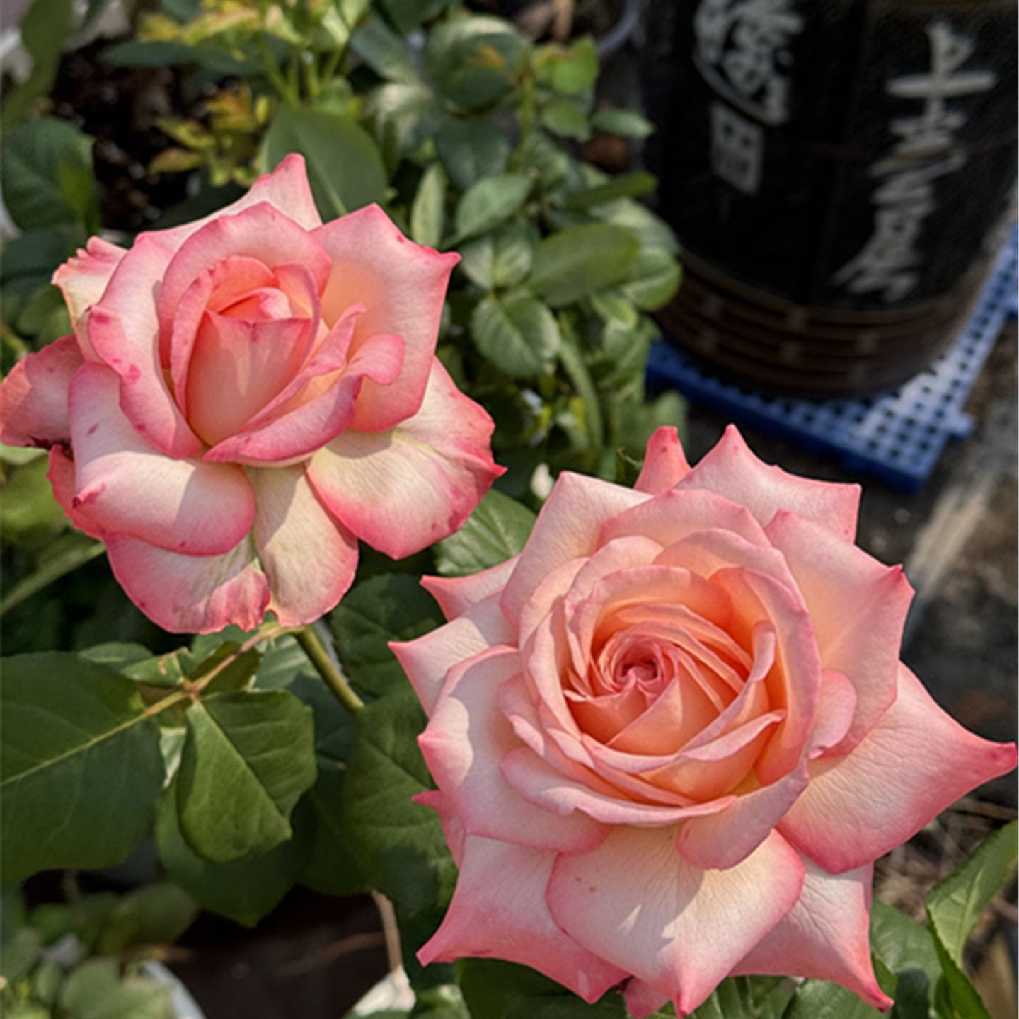 乔伊斯月季花苗盆栽玫瑰花