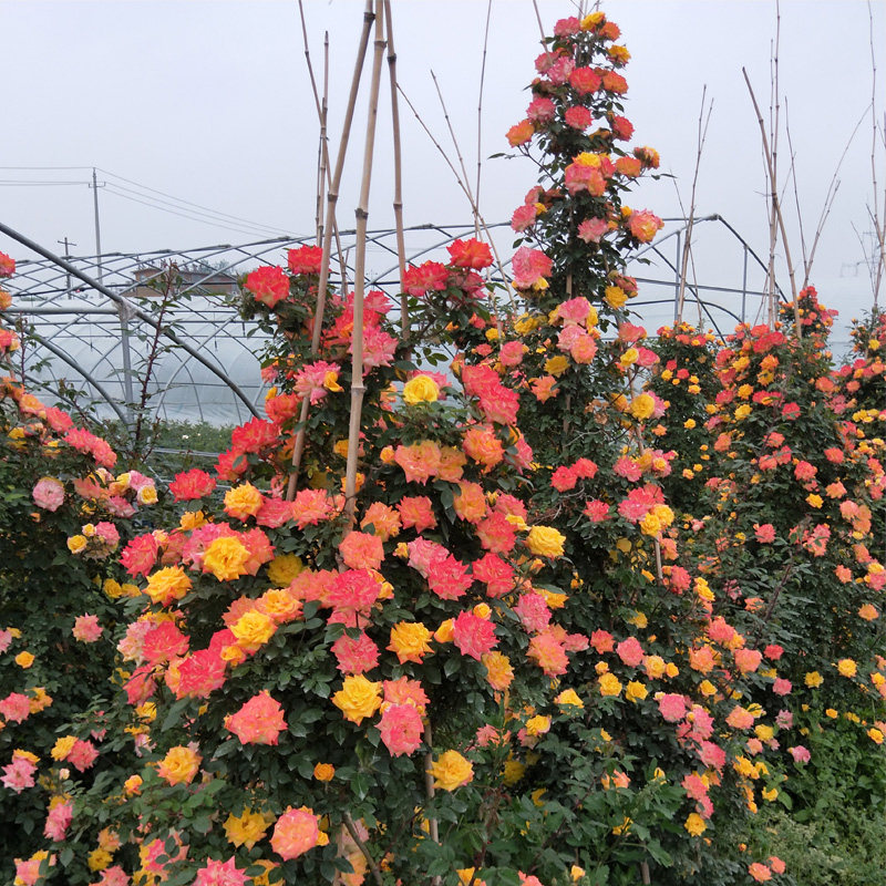 藤彩虹月季花苗爬藤玫瑰花盆栽