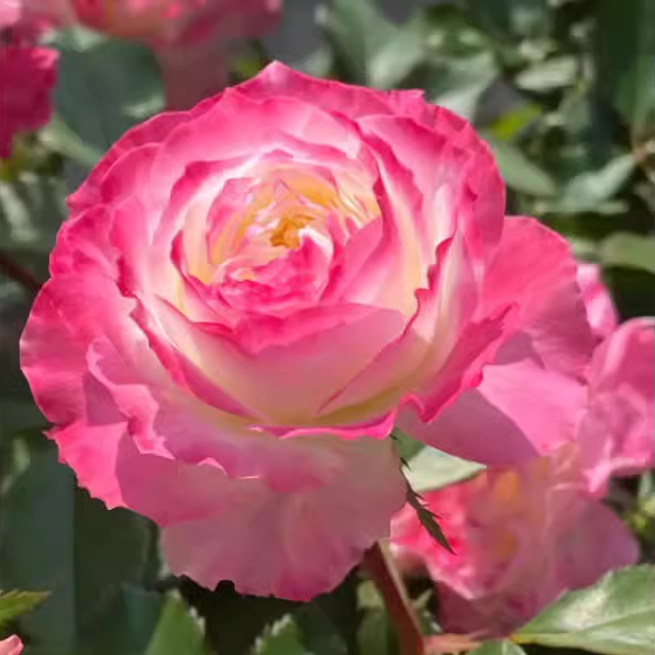 初妆月季花苗开花粉色玫瑰不是特大花四季室内阳台盆栽花卉欧月-封面