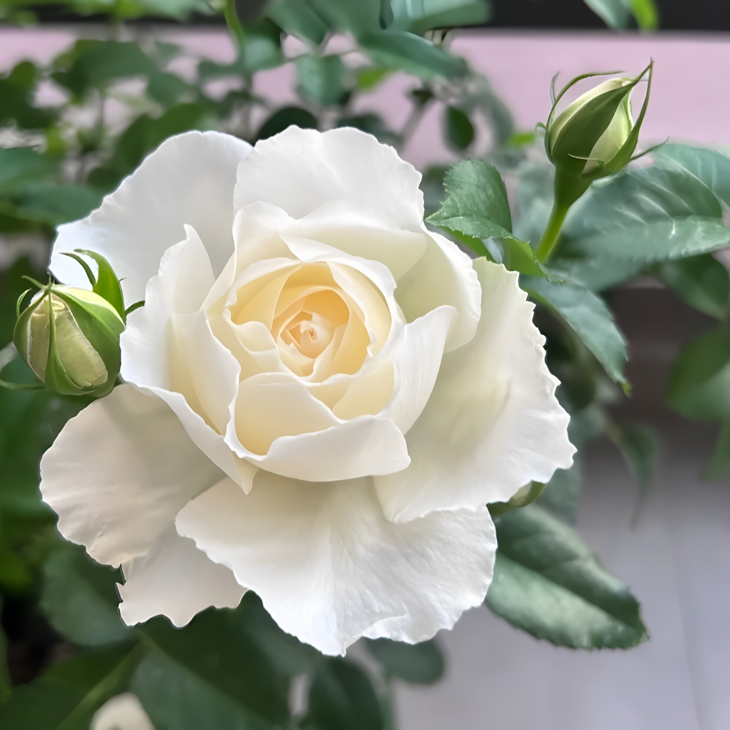 A白海神王月季花苗开花重瓣玫瑰花卉绿植物庭院四季盆栽爬墙薇树