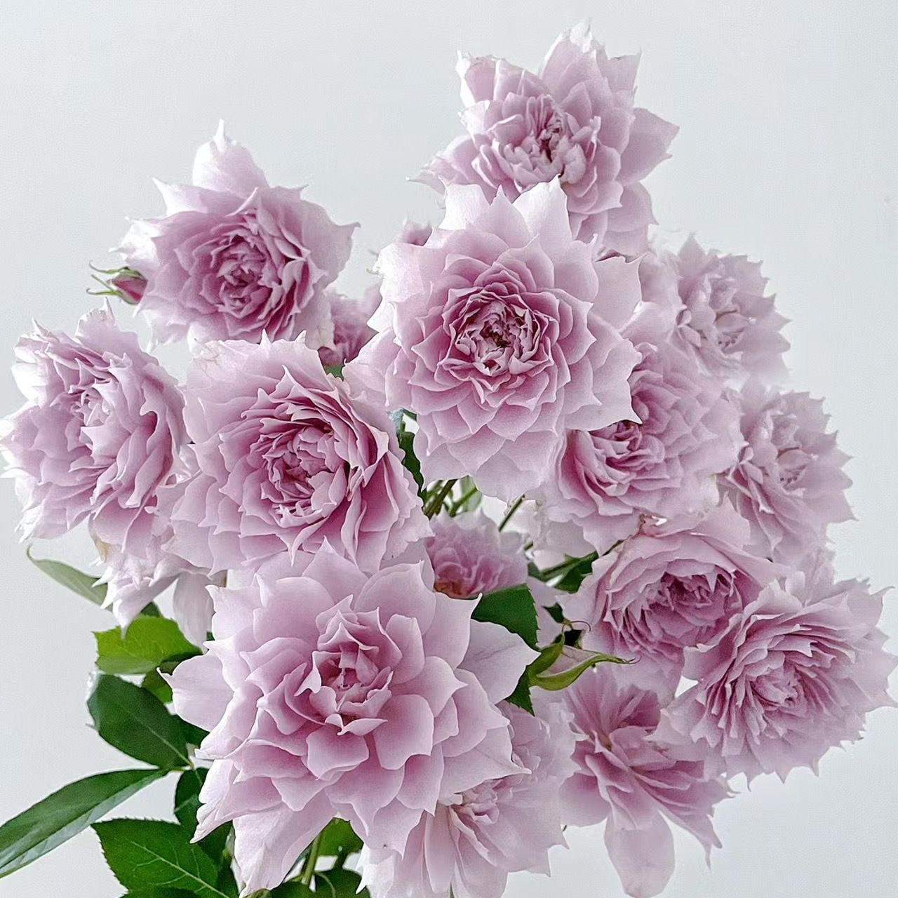 幻紫月季花苗盆栽玫瑰花