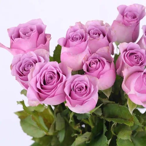 紫霞仙子月季花苗盆栽玫瑰花