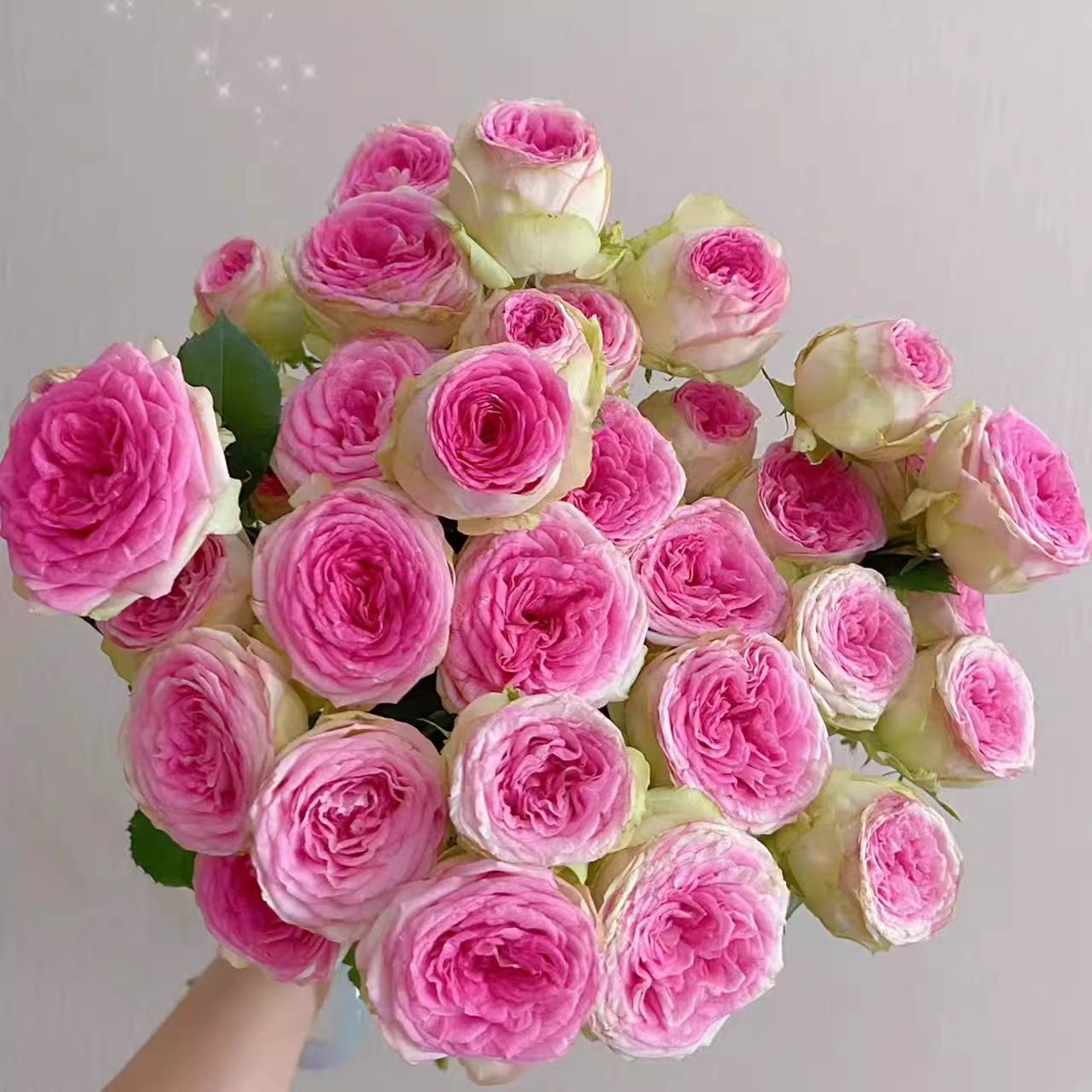 新品多头冰淇淋 月季花苗开花粉红玫瑰花 室内阳台四季盆栽花卉