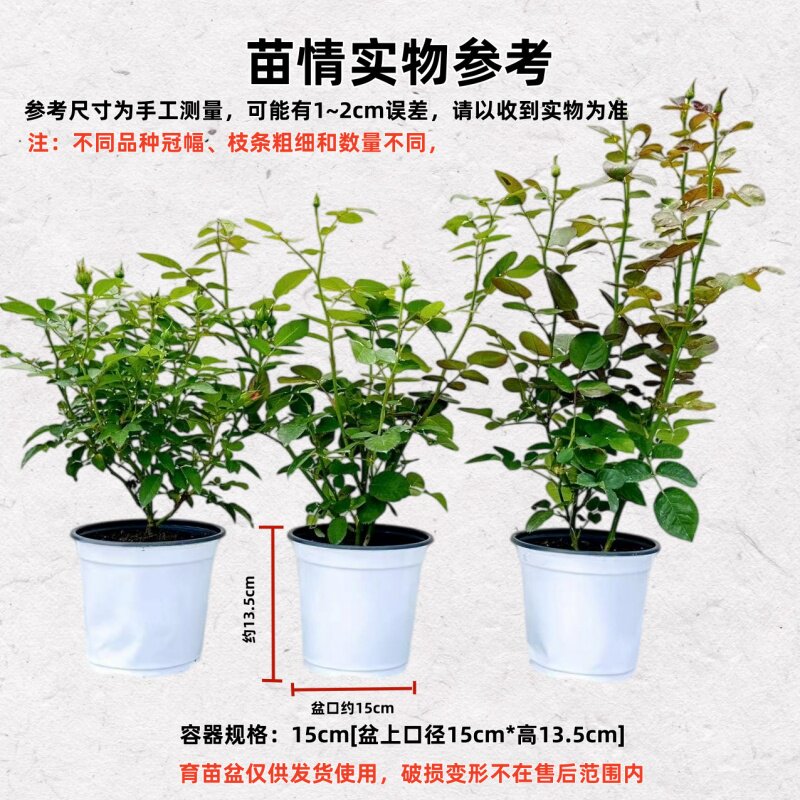 A月季花苗开花重瓣玫瑰花卉绿植物庭院四季盆栽爬墙薇树苗