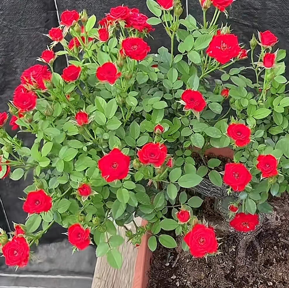 A小姑娘月季花苗开花重瓣玫瑰花卉绿植物庭院四季盆栽爬墙薇树苗