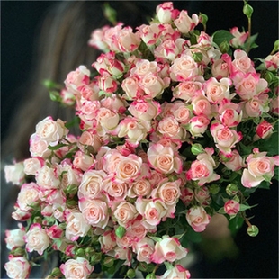 折射泡泡月季 盆栽植物 花苗多头玫瑰花浓香花卉大花开条纹粉色四季