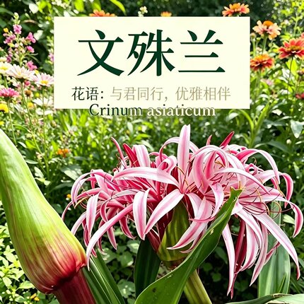 文殊兰十八学士盆栽绿植物四季好养活耐热园林绿化苗木庭院行道