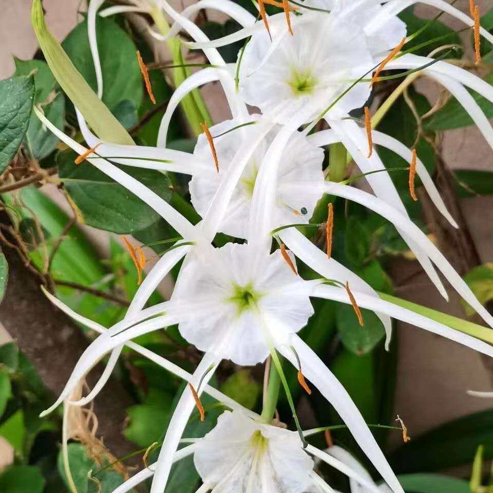 蜘蛛玉米花兰球 水鬼蕉 花卉百合 室内水培 花坛植 宿舍裸根种球