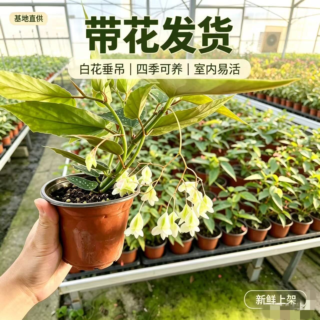 竹节海棠花盆栽大叶斑点四季斑叶竹节秋海棠花卉绿植物室内阳台苗图片