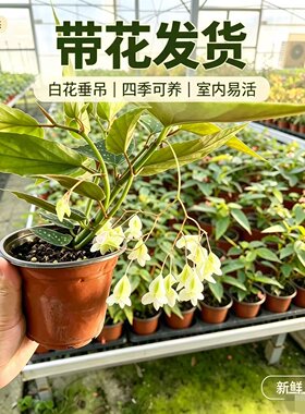 竹节海棠花盆栽大叶斑点四季斑叶竹节秋海棠花卉绿植物室内阳台苗