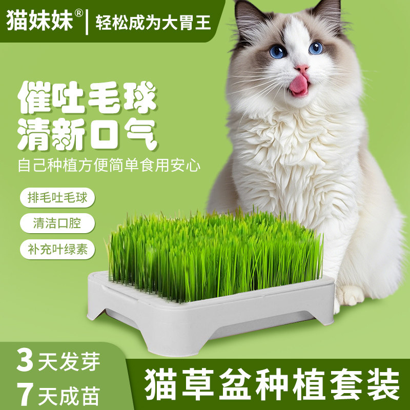 猫妹妹自种猫草种子套装回头客多