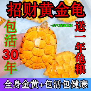 招财金钱龟 观赏黄金龟小乌龟活物活体宠物深水吃菜纯正宗金钱龟