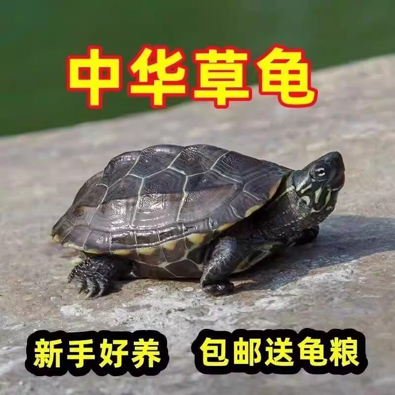 【6-7厘米2只】外塘中华草龟活体宠物龟耐活好养观赏长寿招财乌龟