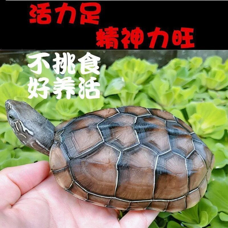 【10-13厘米草龟1只】中华草龟宠物龟
