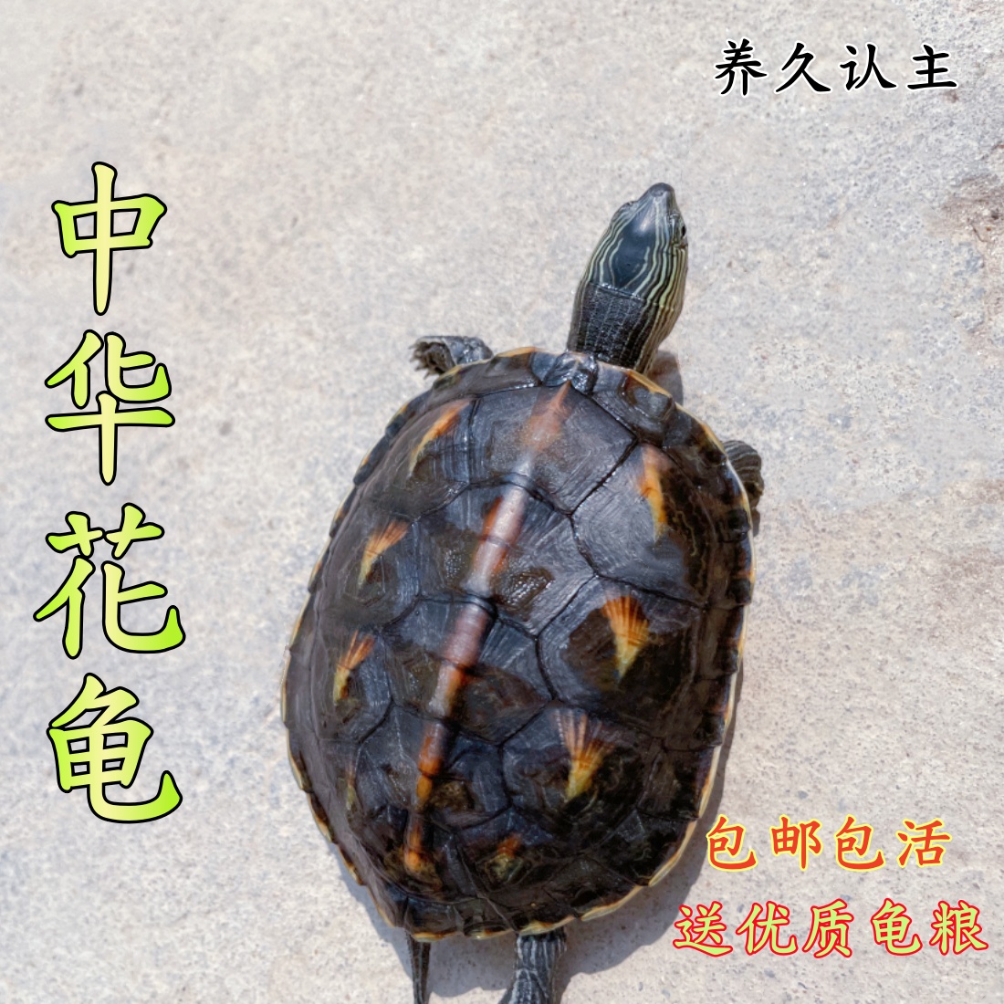 中华花龟纯正血统珍珠龟活物乌龟花龟苗活体宠物水龟六线草观赏龟