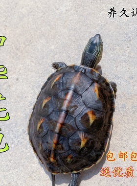 中华花龟纯正血统珍珠龟活物乌龟花龟苗活体宠物水龟六线草观赏龟