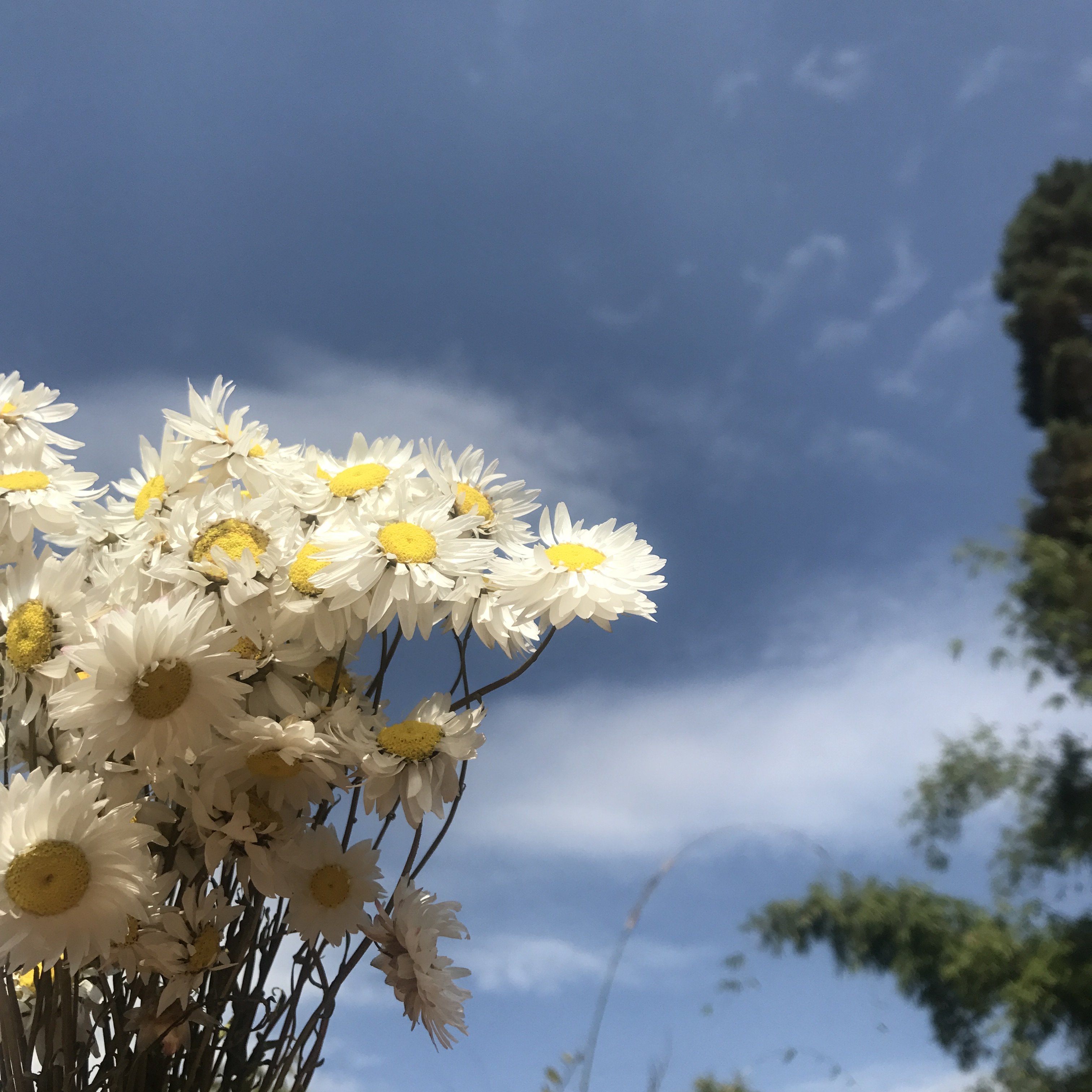 罗丹斯小蜡菊纯正进口干花真花花束家居装饰摆设拍摄道具白色粉色