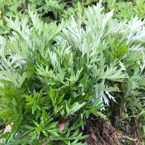 手工皂野艾草/积雪草原料代做洗发皂洁面皂洗澡皂三合一皂
