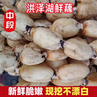 莲藕新鲜洪泽湖特产水果嫩藕脆藕生吃炒藕非藕带凉拌新花藕