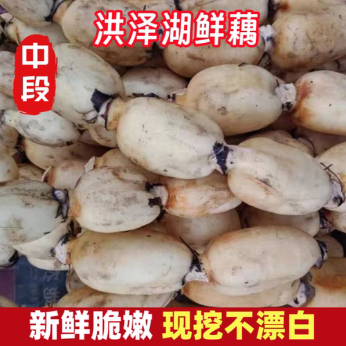 莲藕新鲜洪泽湖特产水果嫩藕脆藕生吃炒藕非藕带凉拌新花藕
