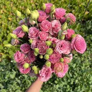 不售后，必必必买绝美尖尖角重瓣粉洋桔梗1扎4拼，购买三单包邮