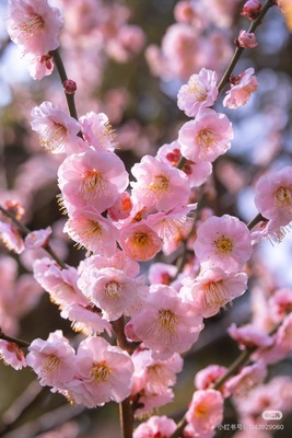 不售后，粉梅花1扎，购买三单包邮