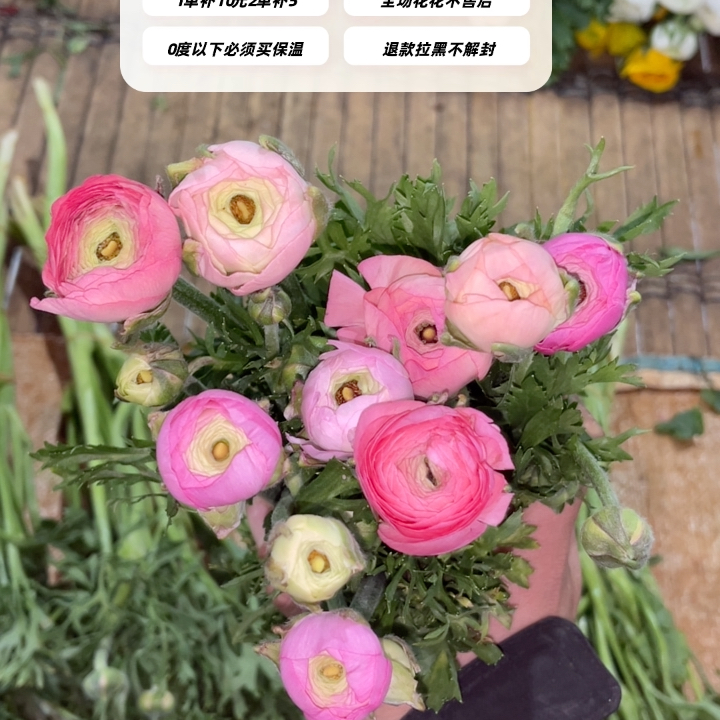 不售后，推荐新品混色香槟粉洋牡丹1扎8～10支，购买三单包邮