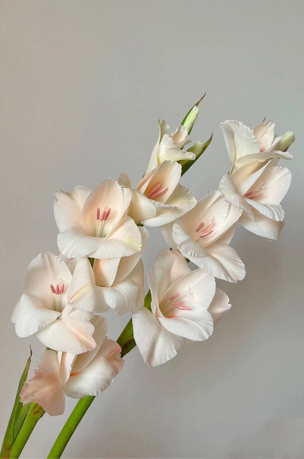 不售后，香槟初恋剑兰1扎8～10支，购买三单包邮