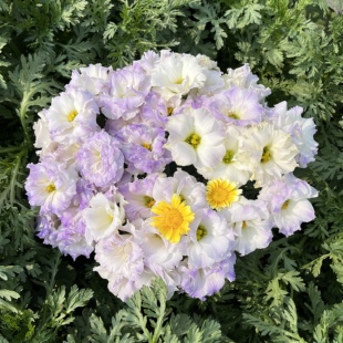 不售后，必必必买绝美尖尖角烟灰洋桔梗1扎4拼，购买三单包邮